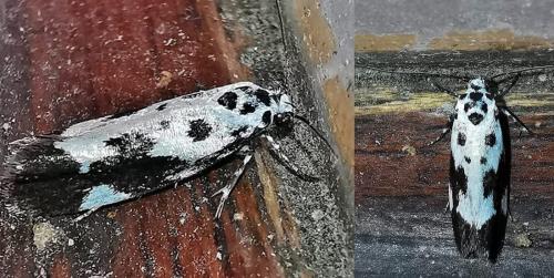Ethmia quadrillella
